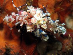 A pair of Harlequin shrimps taken at Bali, Indonesia by Dennis Siau 